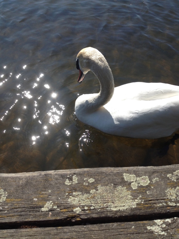 Danish swan harasses me for food I don't have.